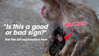 The Secret Behind the Red-Nosed Newborn Baby Japanese Macaque Revealed