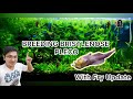 ULTIMATE GUIDE TO BREED BRISTLENOSE PLECOS