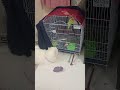 Relax Time with your pets in 2026 #catlovers #lovebirds #birdssound