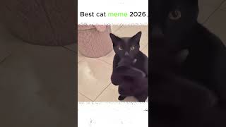 What Happens When a Black Cat Smiles? 🐈‍⬛ #catmeme #viral #shorts