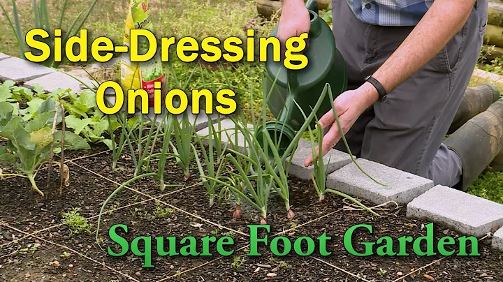 Fertilizing Onions – This Week in the Garden - DayDayNews