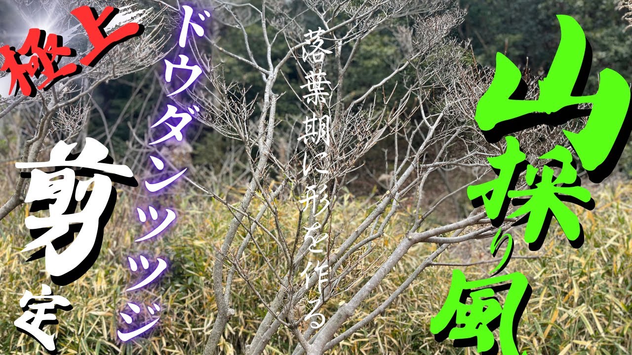 ドウダンツツジ剪定】自然樹形で刈り込みいらず！ローメンテでも美しい 
