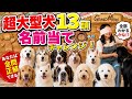 大型犬13頭名前当てチャレンジ！！ #大型犬のいる生活 