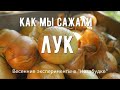 Как мы сажали лук