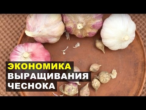 Особенности выращивание чеснока в теплице