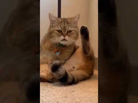 Котики жгут под песню «Пузырьки»😹 Тайна упоротых котанов🤣 #котики #максимушка
