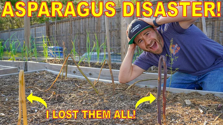 Don't Make This Mistake Growing ASPARAGUS! I Lost ALL Of Mine!🤦‍♂️ - DayDayNews