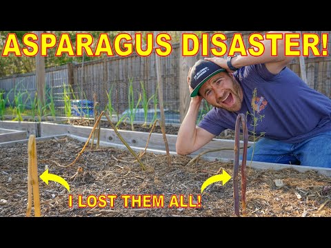 Video: Adakah Asparagus Bolt: Ketahui Mengenai Ferning Out Dalam Asparagus