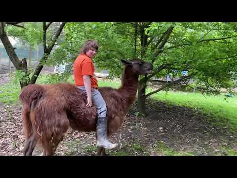 Riding The Dolly llama