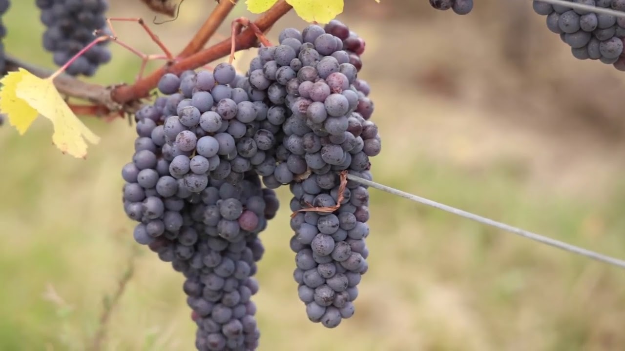 Welcome to Longview Vineyard