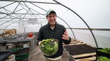 How To Grow Infinite Amounts of Cut and Come Again Lettuce