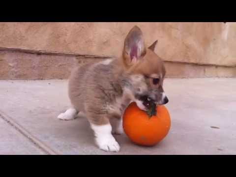 Corgi Puppy - Pumpkin Playtime