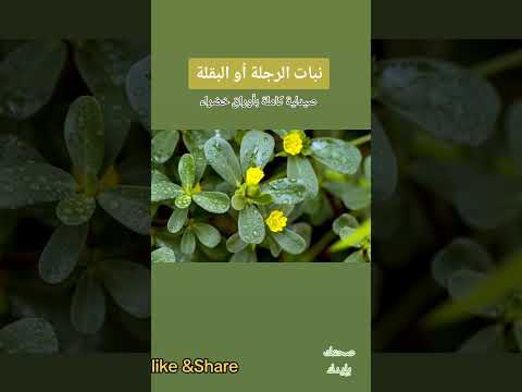 نبات الرجلة او البقلة