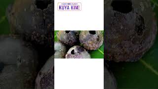 Paano niluluto ang 'barnacle' o kung tawagin ay 'sisi'? | Dami Mong Alam, Kuya Kim!