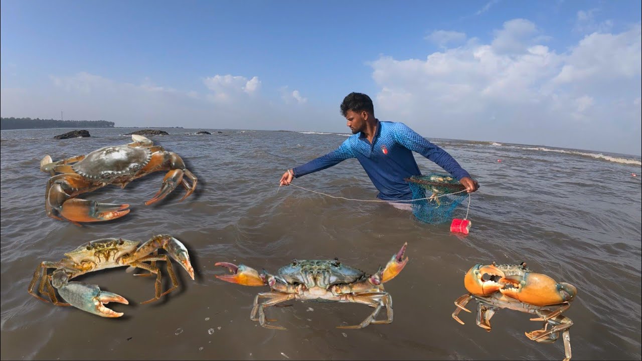 कोंबडीचे पाय लावून पकडली मोठी चिंबोरी. Crabs catching technique. Mumbai India fishing #crab
