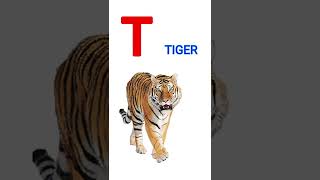 T for Tiger
