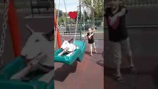 English Bull Terrier Loves The Swings