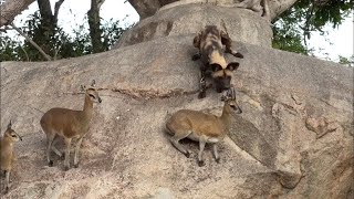 Wildhunde jagen kleine afrikanische Antilopen!