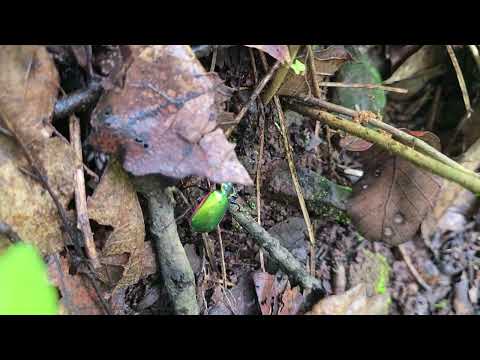 Fiery Searcher - Caterpillar Hunter -Calosoma scrutator 