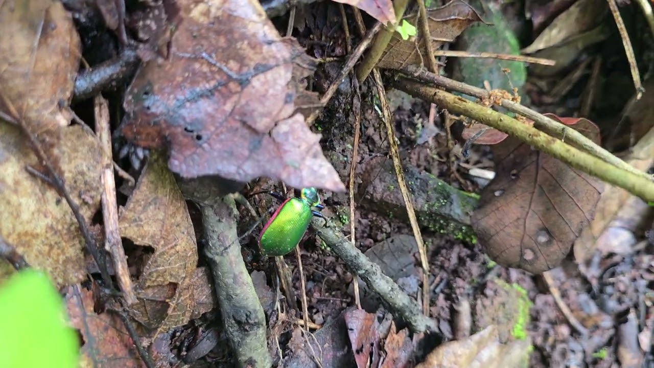 Fiery Searcher - Caterpillar Hunter -Calosoma scrutator 