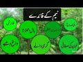 Neem Ka Patay Ke Fayde Neem K Fawaid نیم کے پتوں کے فوائد Neem Leaves Benefits 