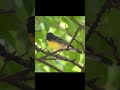 Narcissus Flycatcher #birds #nature #wildlife