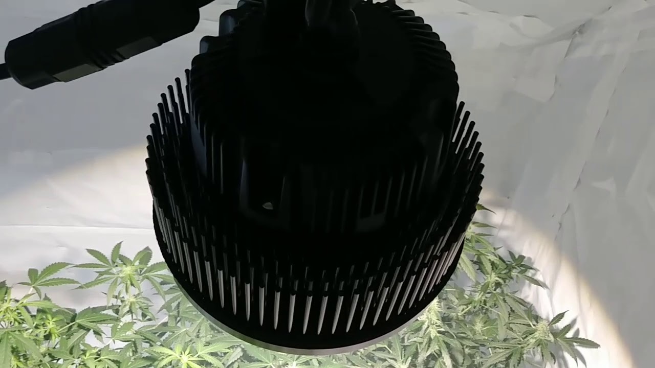 100W COB LED Grow - Week#3 Flower - Optic 1 XL