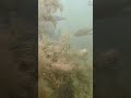 petits poissons au Lac de Viry Châtillon Essonne 91