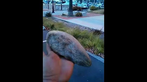 New giant mud fossil toe