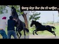 Aggressive horse going out of control is a grandson of freedom horse owned by salman khan