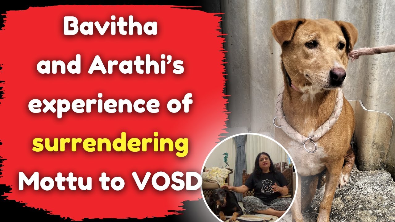 Bavitha & Arathi’s experience of surrendering Mottu to VOSD - YouTube