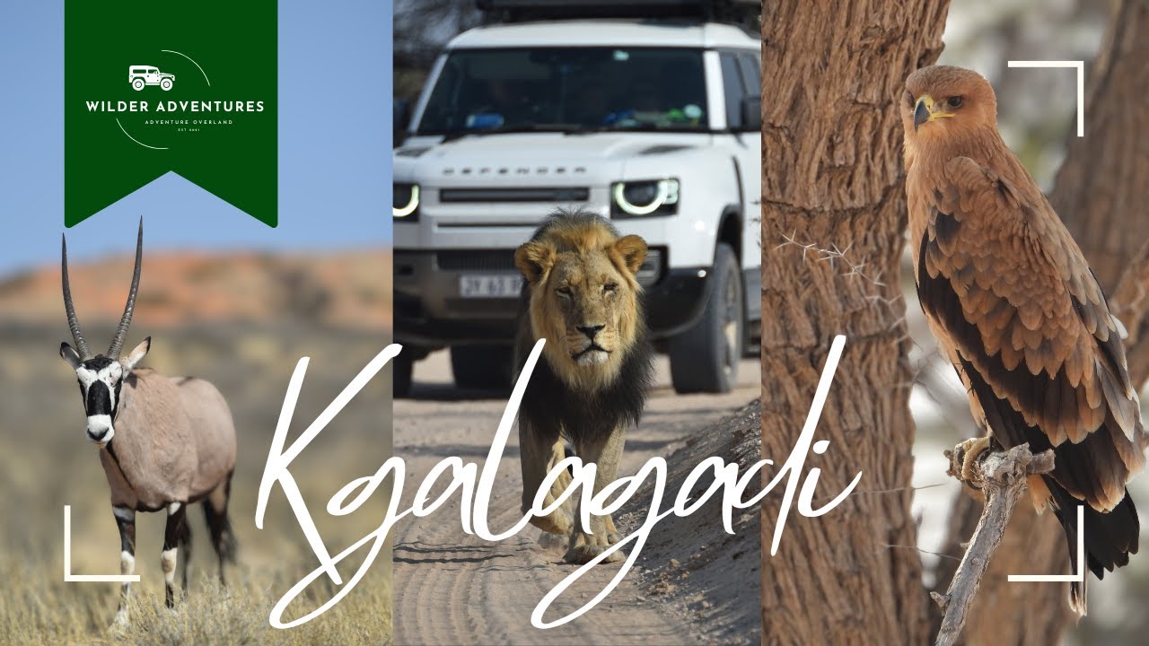 Kgalagadi Oorgrenspark: DIE FILM | Die Auob, Nossob & Wildlewe Fotografie