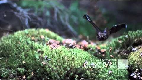 SCI Mutant Planet 30