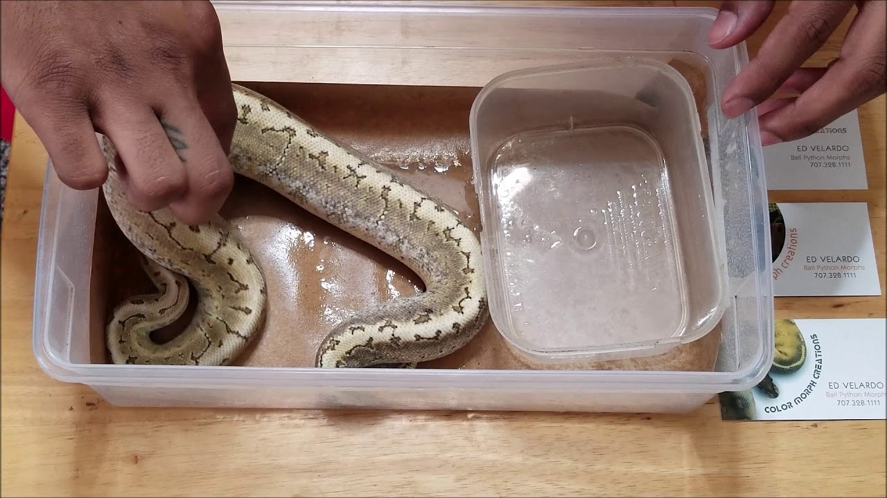 snake racks with heat CMC Tub Liner Review