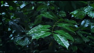 I can’t believe this rain video put me to sleep that fast #positivevibes #positivity #rain