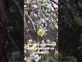 Ива плакучая#штамбива#