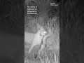Bobcat vs. alligator: Video shows wildcat bring lucky catch to dinner in Florida