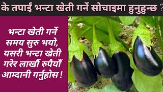 नेपालमा व्यावसायिक भन्टा खेती गर्ने तरिका || Brinjal Farming In Nepal || Krishi Sandesh