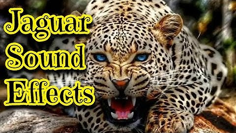 Jaguar Sound Effects