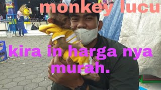 nyari harga monyet murah, malah dapat harga segini pasarjatinegara jakarta timur!