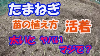 【のんちゃんファーム】苗の入手が遅れましたが、入手した苗が細い、それには理由が。
