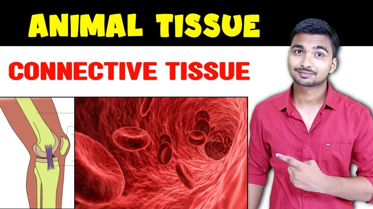 Connective Tissue Class 9 | Animal Tissue | Types of Connective Tissue | Tissues  Class 9 | in hindi - YouTube