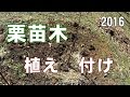 栗苗木植え付け2016　Instill a chestnut tree