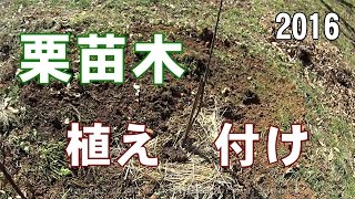 栗苗木植え付け2016　Instill a chestnut tree