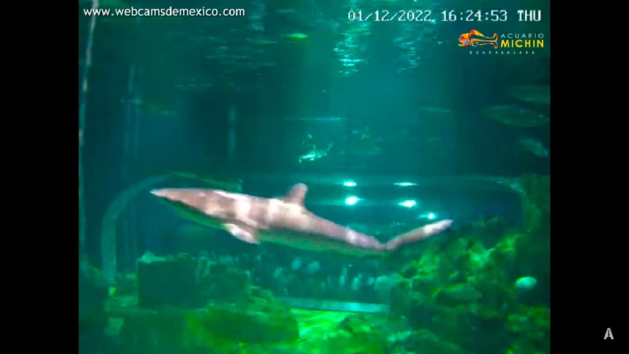¿Nadarías con TIBURONES? #ENVIVO desde el ACUARIO MICHIN en # ...