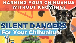 Top 10 Unexpected Dangers That Will Harm Your Chihuahua by Pets Pine 3,063 views 3 weeks ago 5 minutes, 22 seconds