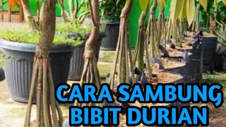 CARA SAMBUNG BIBIT DURIAN KAKI 2