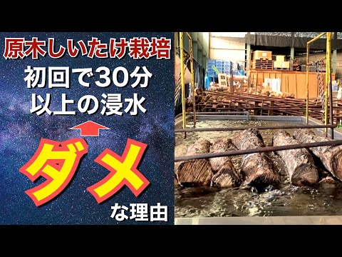 【しいたけ栽培初心者用🔰】初めて椎茸発生は〇〇分以上水に浸けるな！理想の浸水時間とは？【原木しいたけ栽培】