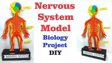 nervous system model (3D) for science exhibition -biology model | craftpiller