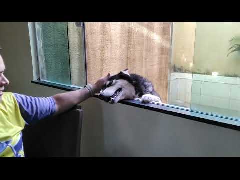 Gente esse é meu cachorro apolo acharam ele fofinho
